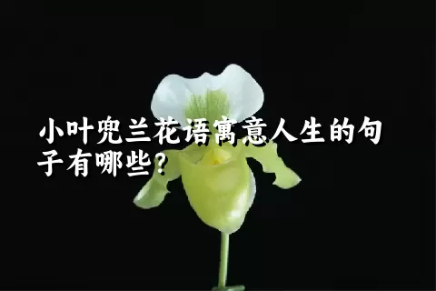 小叶兜兰花语寓意人生的句子有哪些？