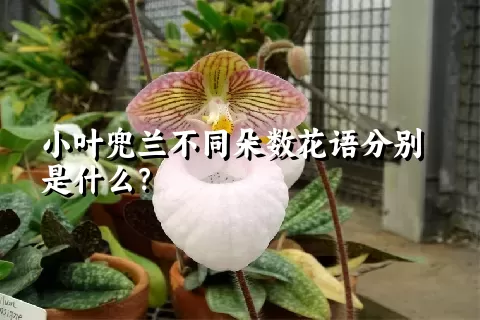 小叶兜兰不同朵数花语分别是什么？