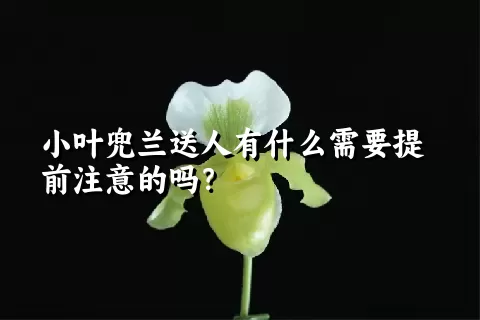 小叶兜兰送人有什么需要提前注意的吗？