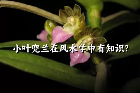 小叶兜兰在风水学中有知识？