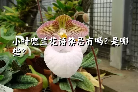 小叶兜兰花语禁忌有吗？是哪些？