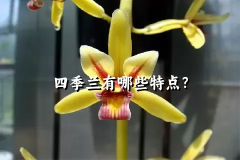 四季兰有哪些特点？