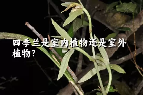 四季兰是室内植物还是室外植物？