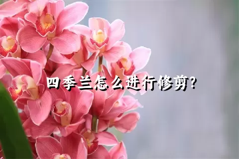 四季兰怎么进行修剪？