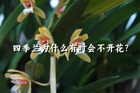 四季兰为什么有时会不开花？