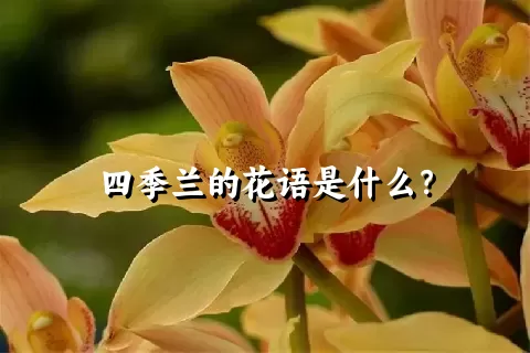 四季兰的花语是什么？