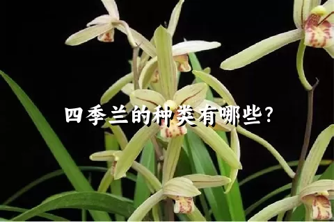 四季兰的种类有哪些？