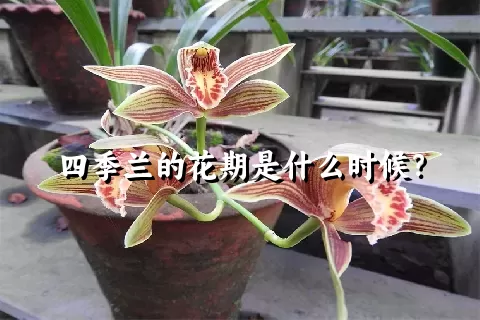 四季兰的花期是什么时候？