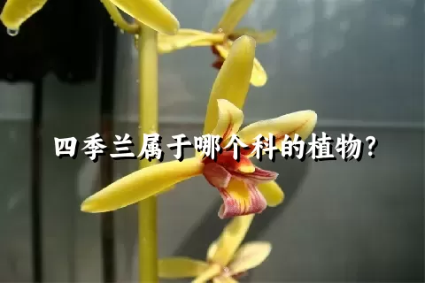 四季兰属于哪个科的植物？