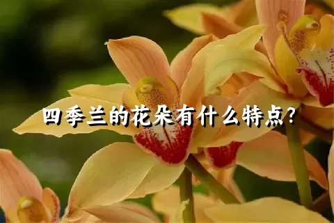 四季兰的花朵有什么特点？