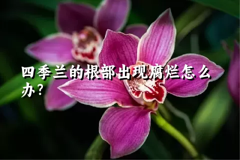 四季兰的根部出现腐烂怎么办？