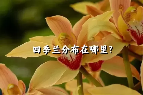 四季兰分布在哪里?