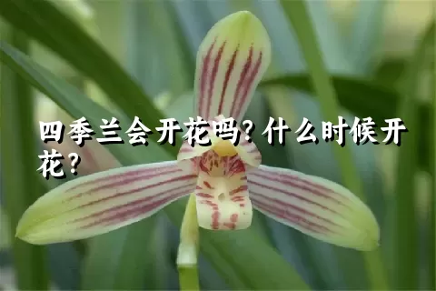 四季兰会开花吗？什么时候开花？