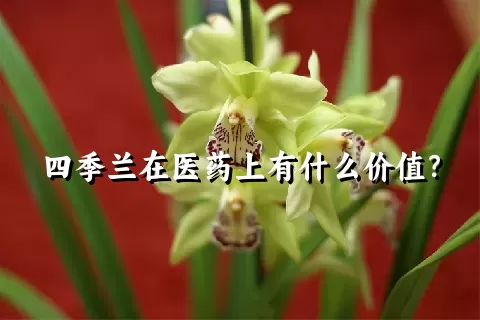 四季兰在医药上有什么价值？