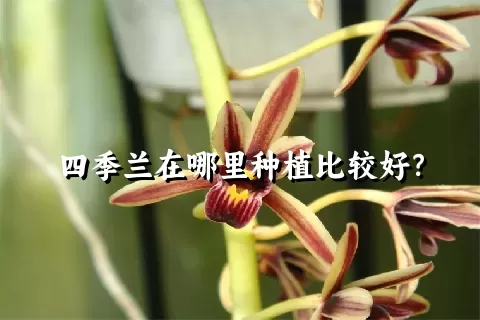 四季兰在哪里种植比较好？