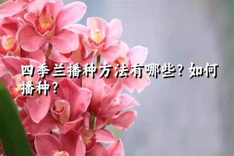 四季兰播种方法有哪些？如何播种？