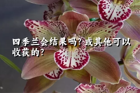 四季兰会结果吗？或其他可以收获的？