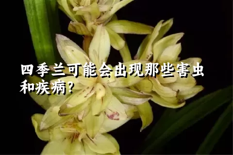 四季兰可能会出现那些害虫和疾病？