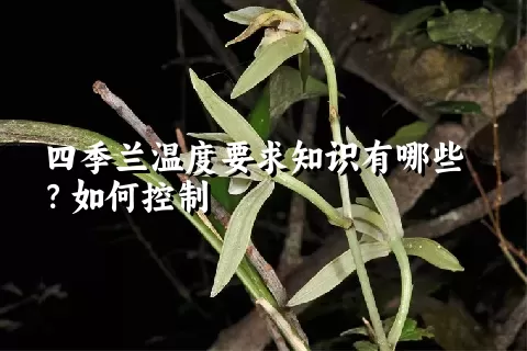 四季兰温度要求知识有哪些？如何控制