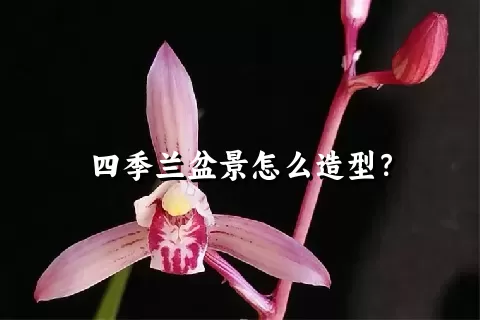 四季兰盆景怎么造型？