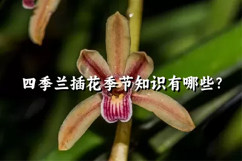 四季兰插花季节知识有哪些？