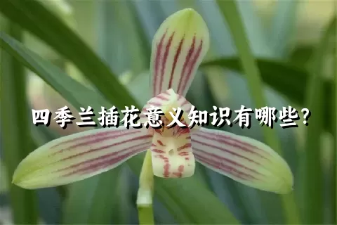 四季兰插花意义知识有哪些？