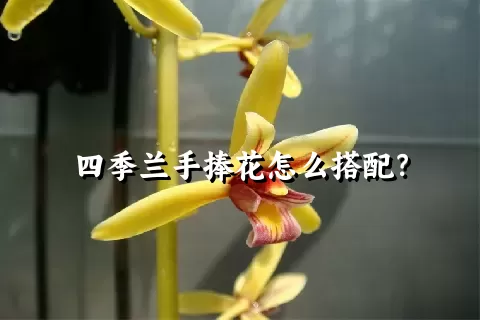 四季兰手捧花怎么搭配？