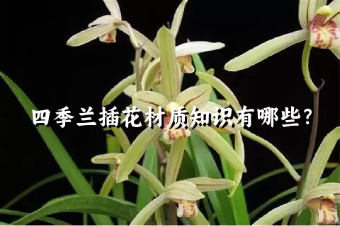 四季兰插花材质知识有哪些？