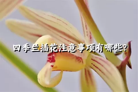 四季兰插花注意事项有哪些？