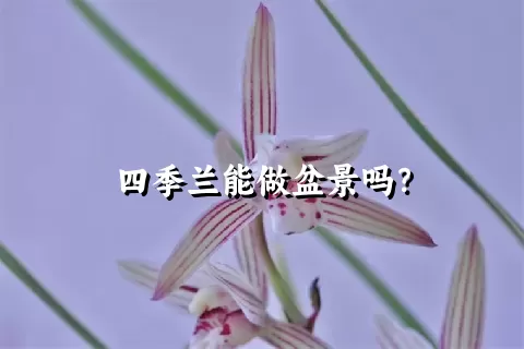 四季兰能做盆景吗？