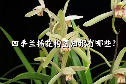 四季兰插花构图知识有哪些？