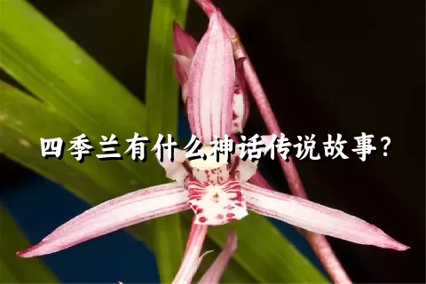 四季兰有什么神话传说故事？