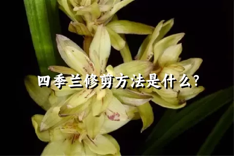 四季兰修剪方法是什么？