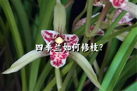 四季兰如何修枝？