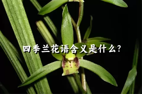 四季兰花语含义是什么？