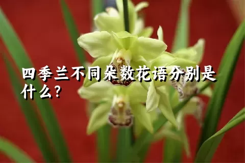 四季兰不同朵数花语分别是什么？