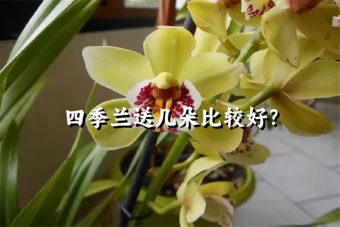 四季兰送几朵比较好？