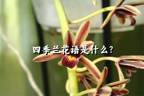 四季兰花语是什么？