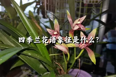 四季兰花语象征是什么？