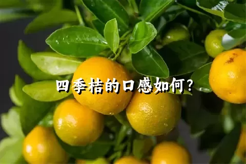 四季桔的口感如何？