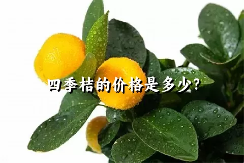 四季桔的价格是多少？