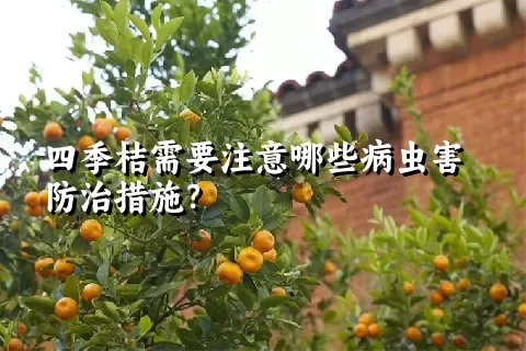 四季桔需要注意哪些病虫害防治措施？