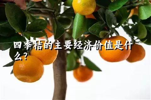 四季桔的主要经济价值是什么？