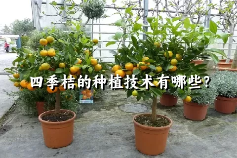 四季桔的种植技术有哪些？