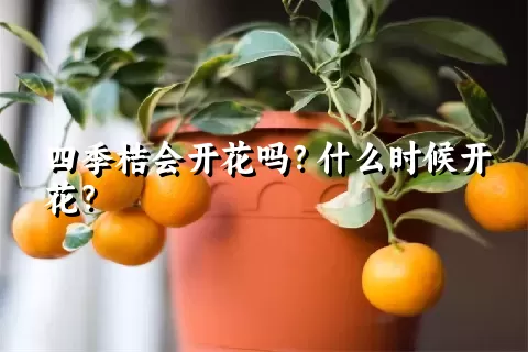 四季桔会开花吗？什么时候开花？