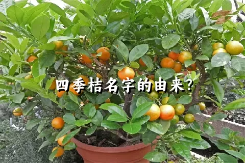 四季桔名字的由来？