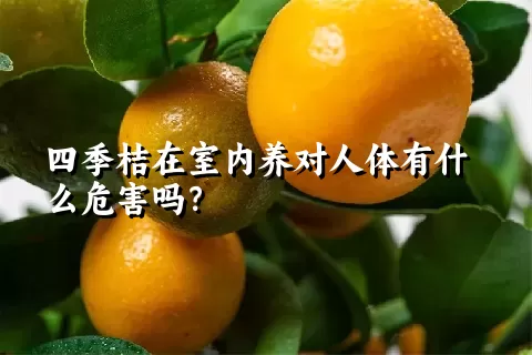 四季桔在室内养对人体有什么危害吗？