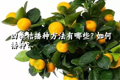 四季桔播种方法有哪些？如何播种？