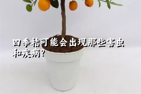 四季桔可能会出现那些害虫和疾病？