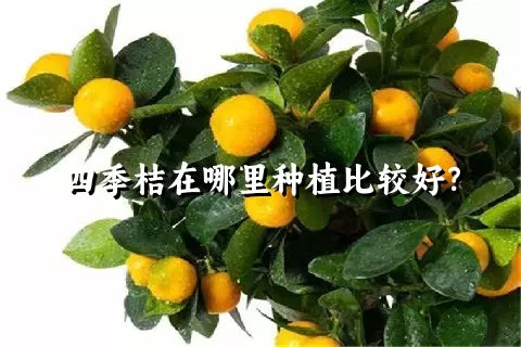 四季桔在哪里种植比较好？